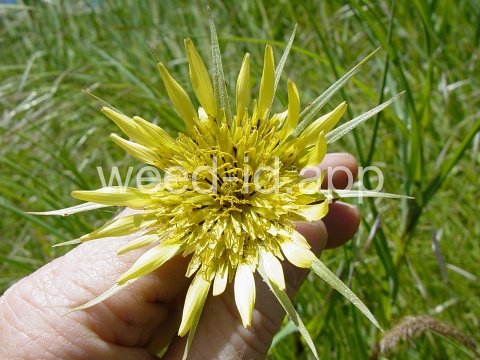 salsify, western
